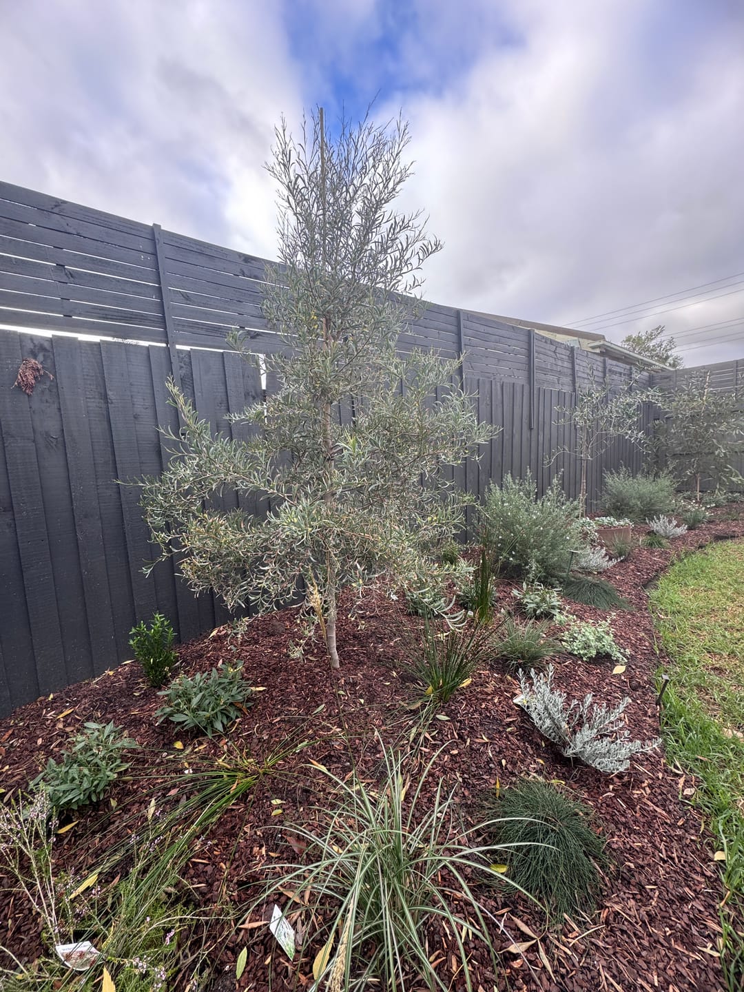 Customer photo review of Weeping Myall - Acacia pendula