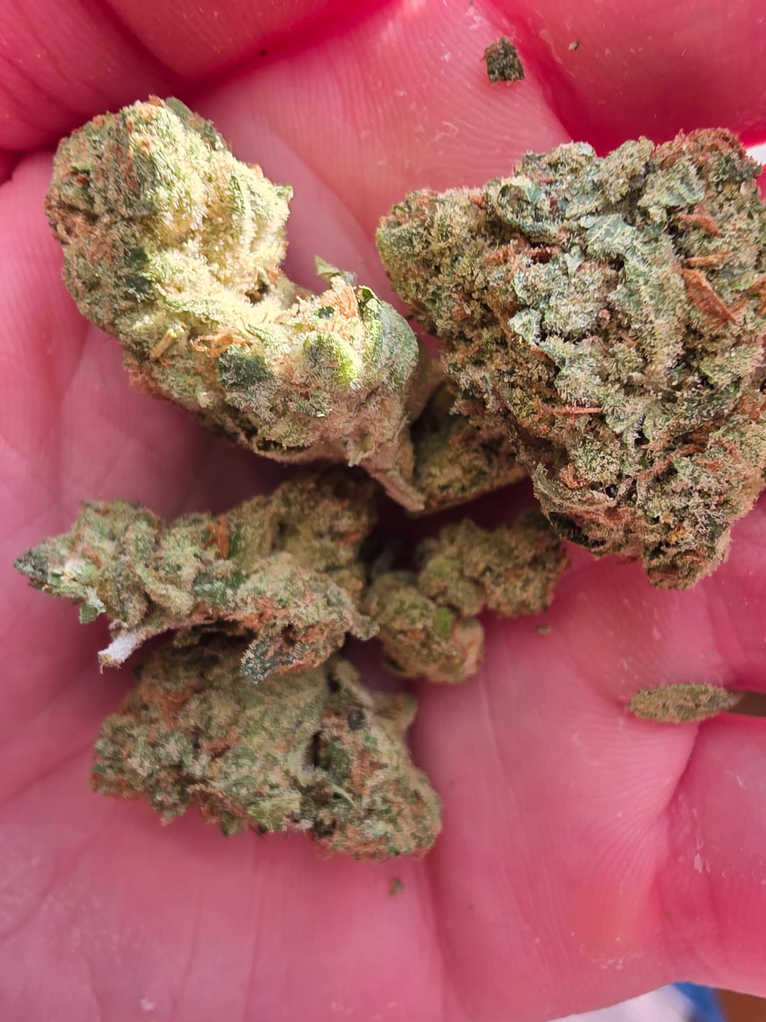 Customer photo review of Alien OG - 4 Grams - Indica
