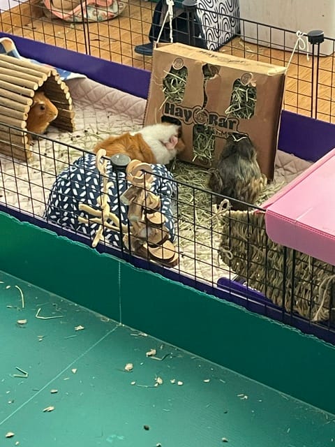 Customer photo review of Subscription - GuineaDad Timothy Hay Bar for Guinea Pigs (5 Pack)