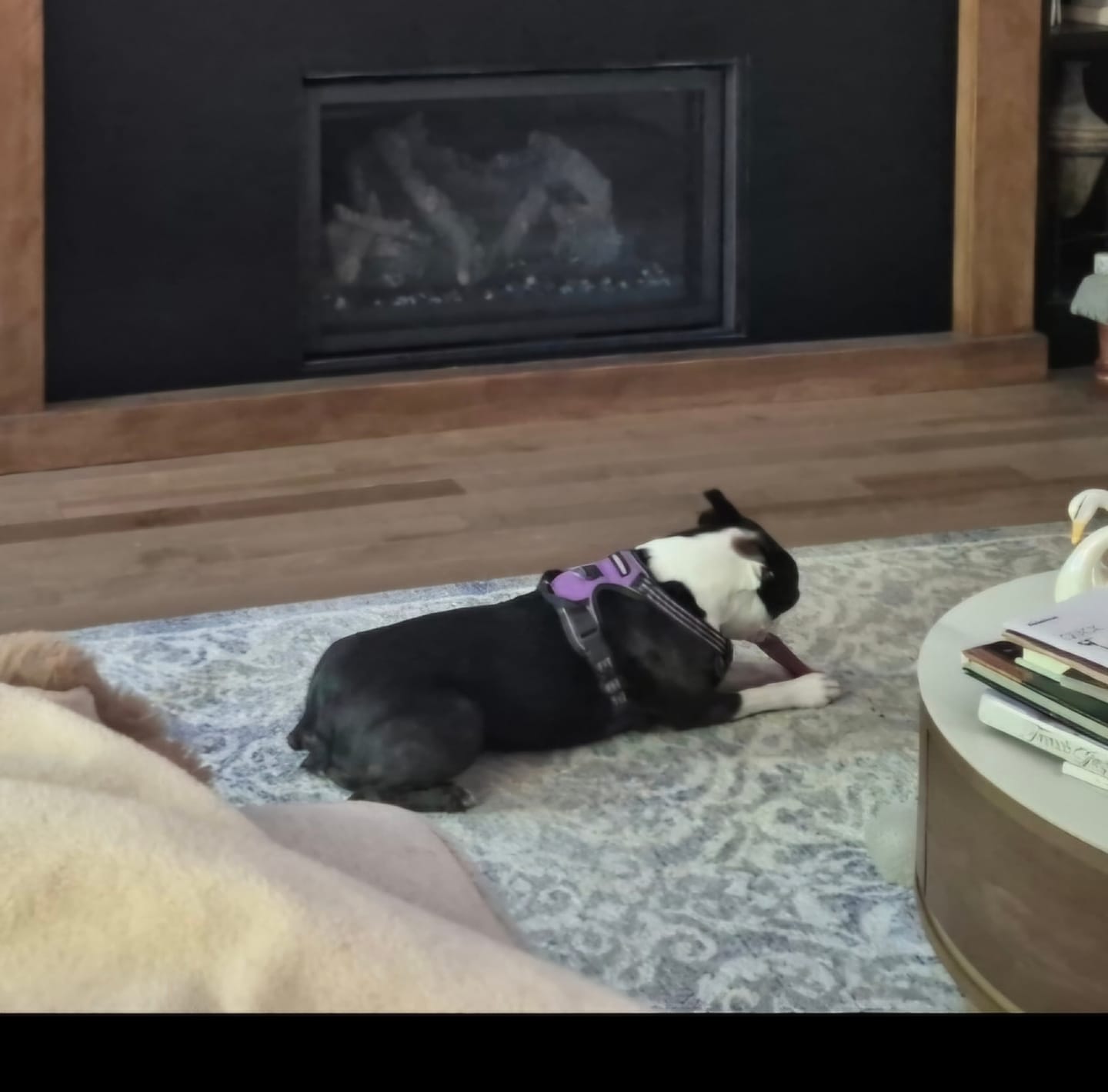 Customer photo review of 6 Inch Monster Bully Stick