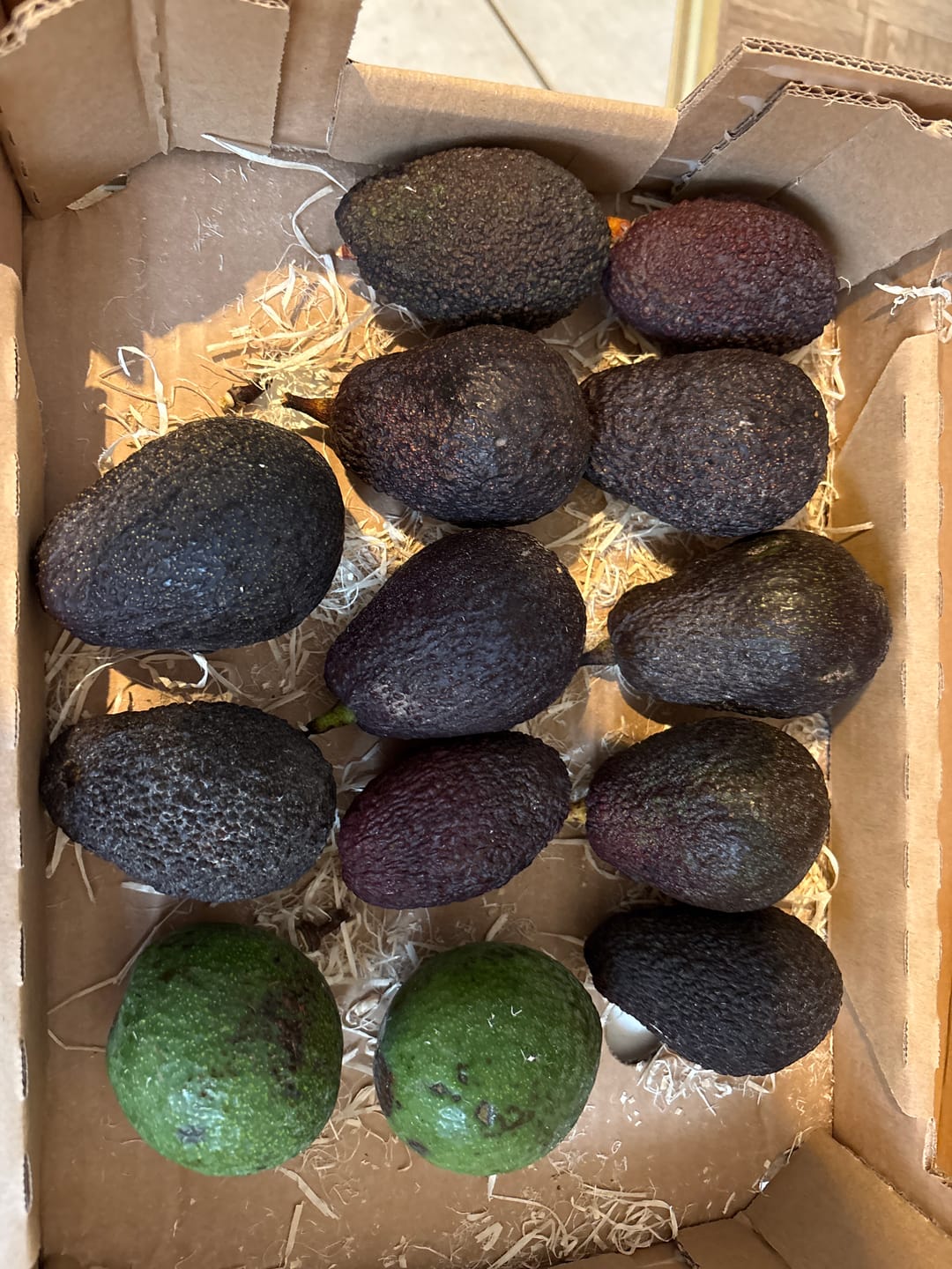 Customer photo review of Avocado Retterbox "Späternte" von Juan 3kg