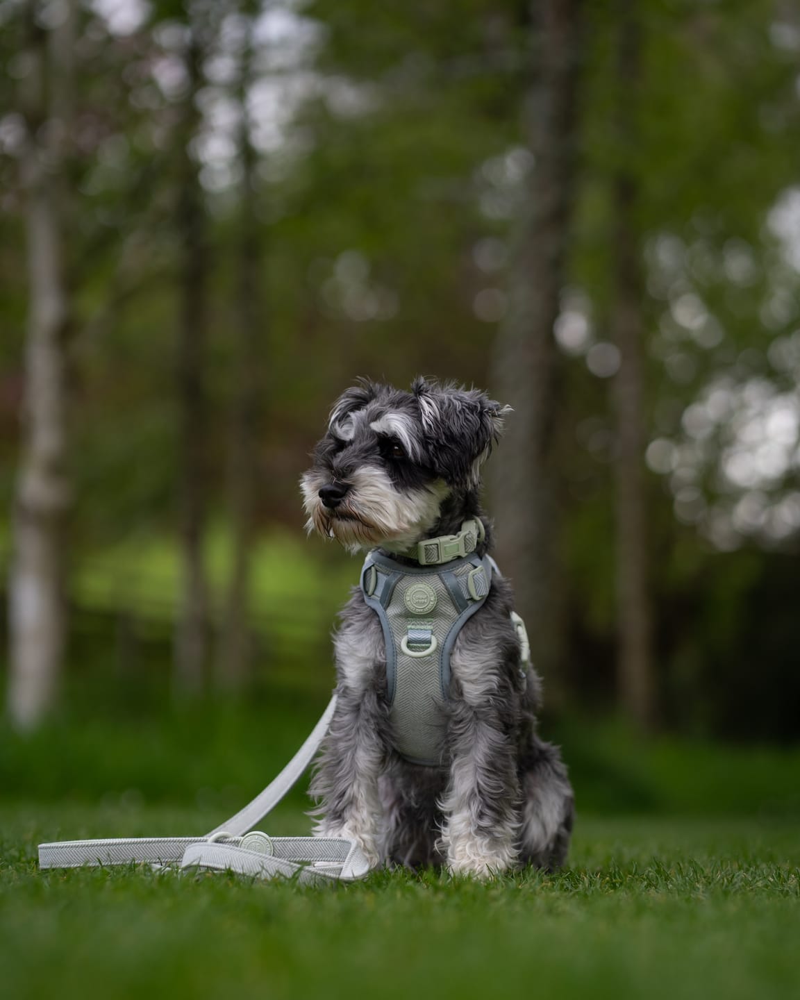 Customer photo review of Trail & Glow Tweed Dog Harness - Colour Drops - Sage Tweed