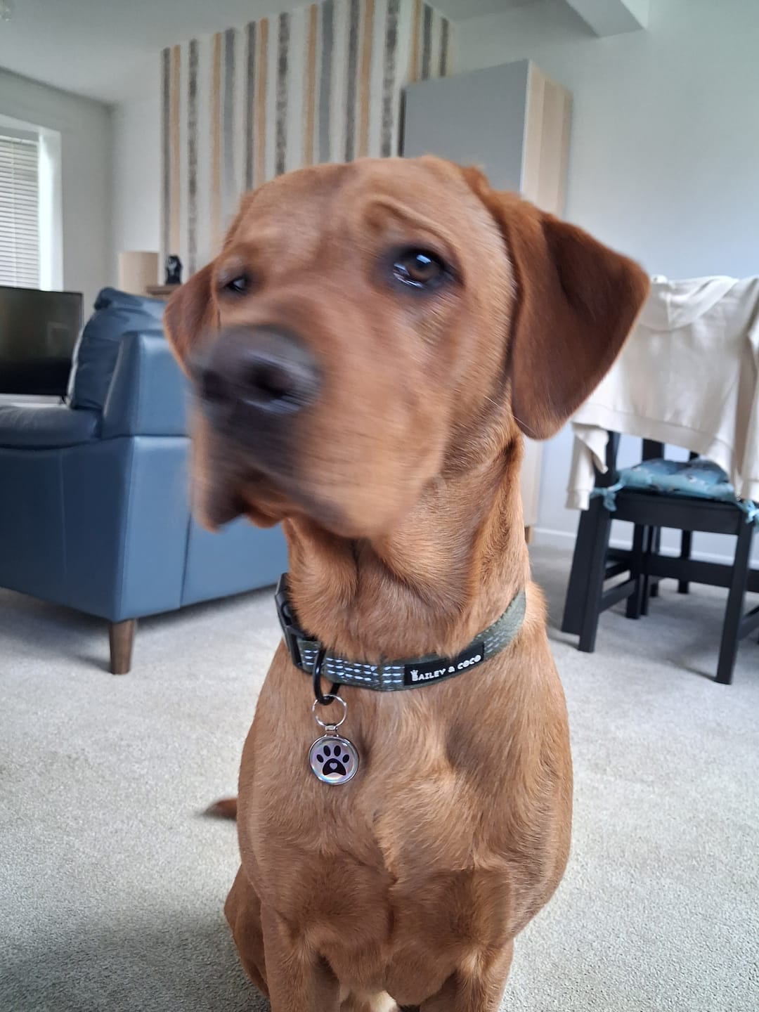 Customer photo review of Trail & Glow® Collar - The Khaki One