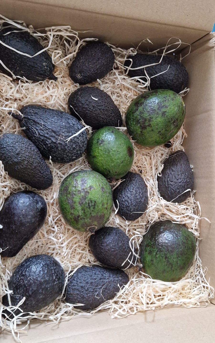 Customer photo review of Avocado Retterbox "Späternte" von Juan 3kg