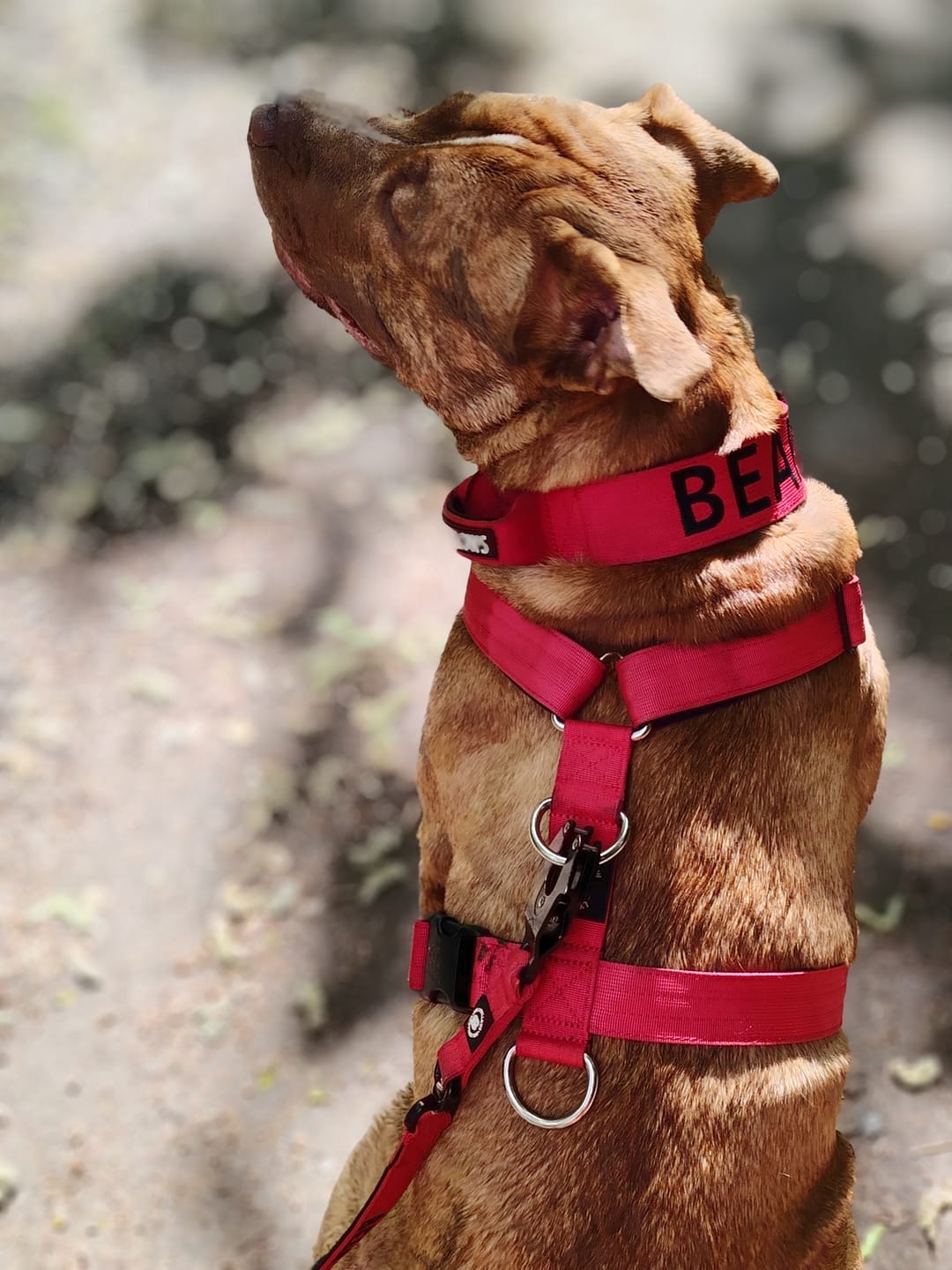 Customer photo review of Training Double Ended Dog Lead | 2m Length -  Red