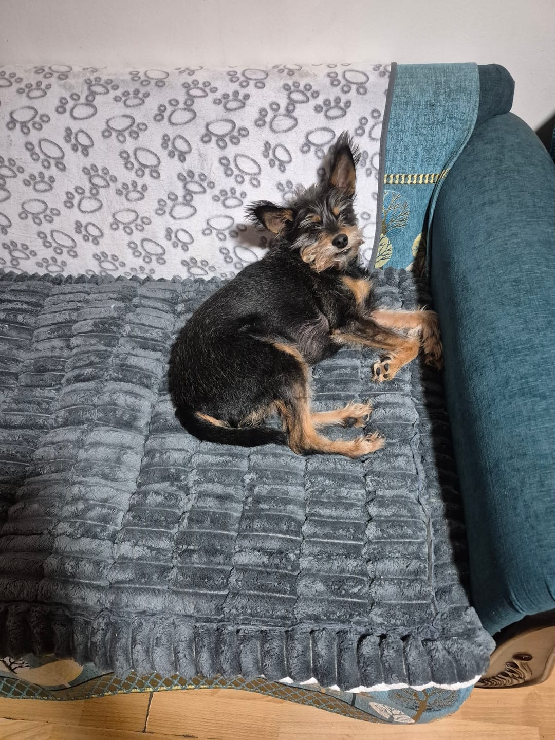 Customer photo review of Majestuoso · Protector Premium para Sofá