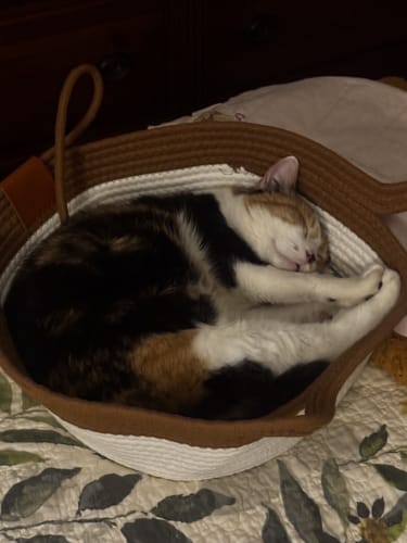 Customer photo review of Instinct Basket | Meet the first research-backed natural territory for indoor cats