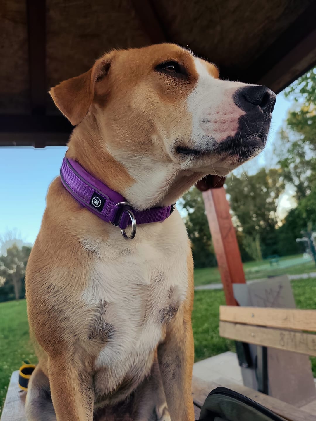 Customer photo review of 3cm Slip on Collar | Foam Padded - Purple