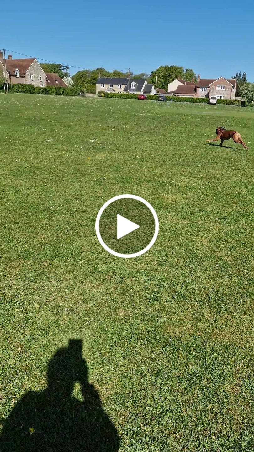 Customer video review of collagen for dogs