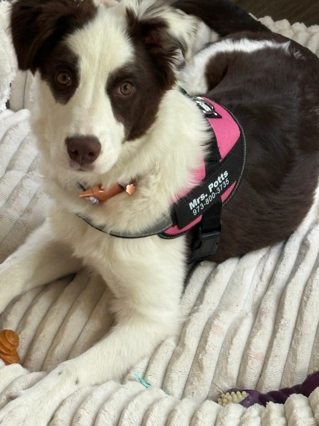 Customer photo review of Dogshood ™