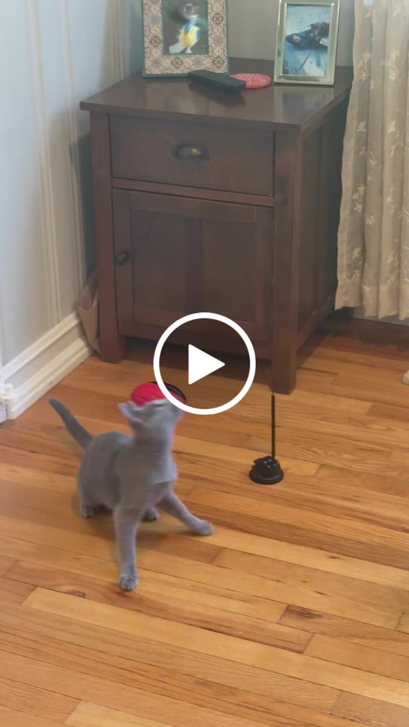 Customer video review of Interactive Bird Simulation Cat Toy