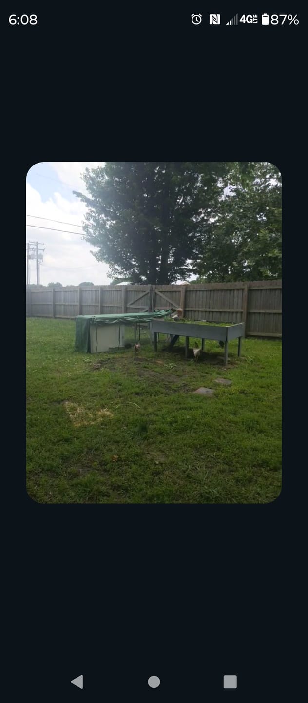 Customer photo review of Mobile Chicken Coop / Chicken Tractor