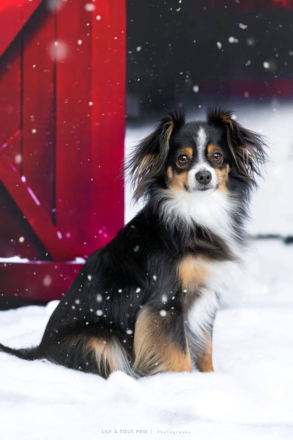 Customer photo review of Shampoing Sans Rinçage - Apaisant pour chien 🏔️