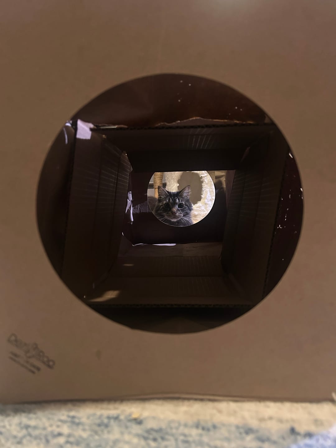Customer photo review of Hide and Sneak - 2 Pack Unique Cat Tunnel