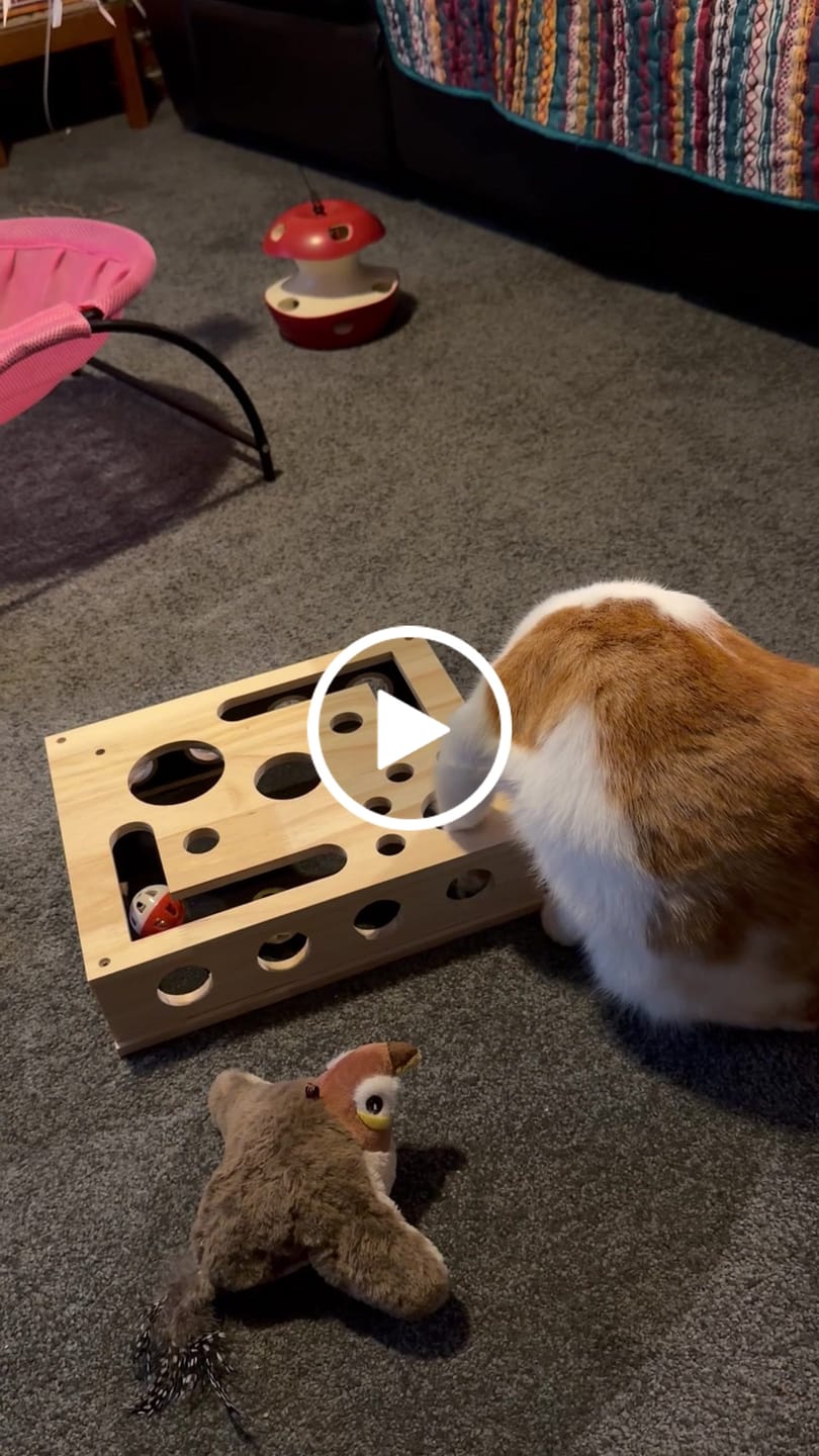 Customer video review of ClawEase™ Cat Nail Filing Box