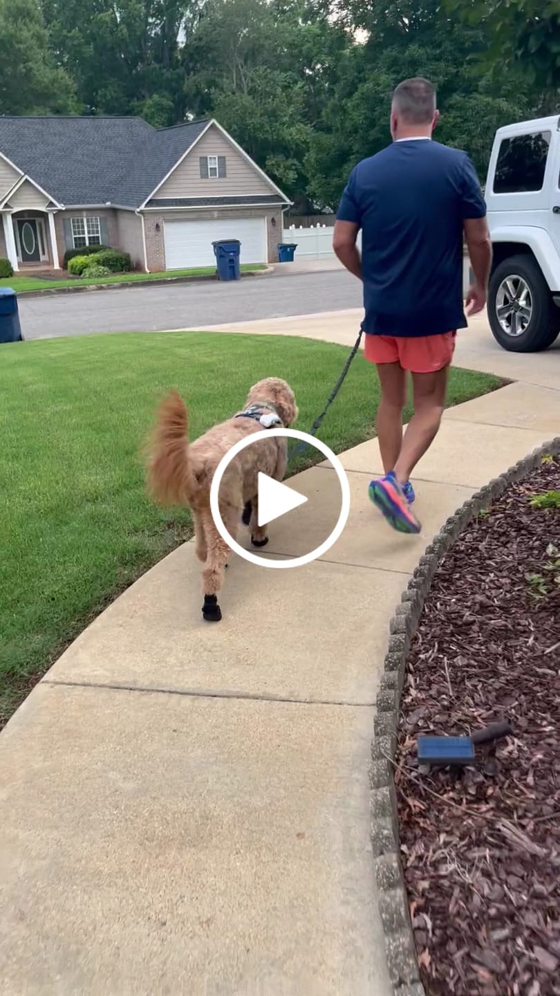 Customer video review of AIR PUP DOG SHOES - SET OF 4