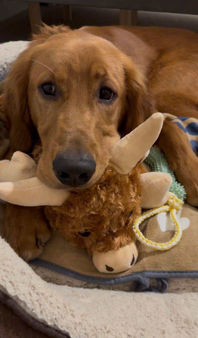 Customer photo review of Calming Cow | New Puppy Kit