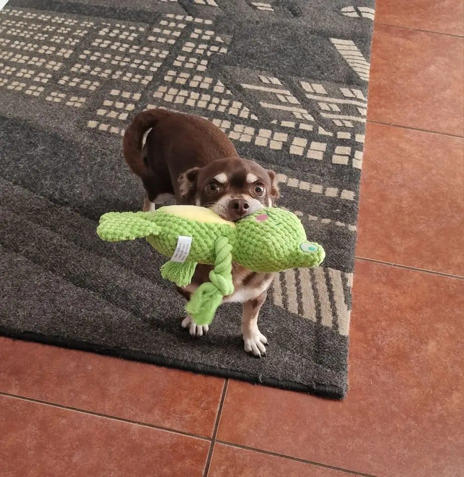 Customer photo review of Paw-Friends™-Plushies – Designed for Furry Friends Who Destroy Everything