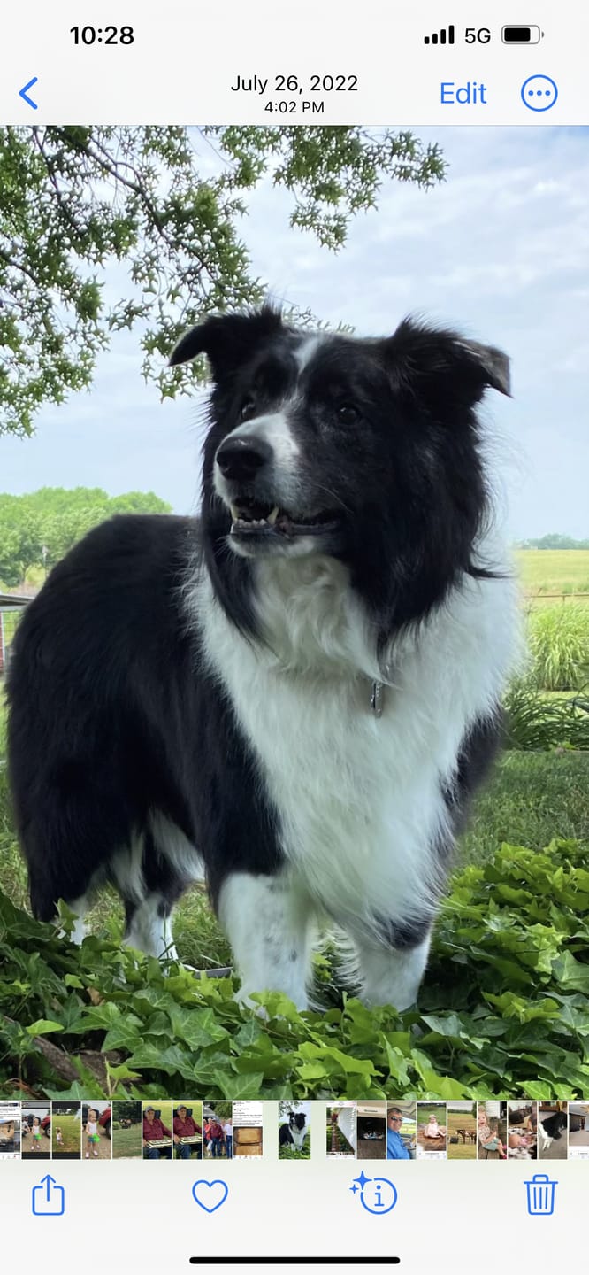Customer photo review of It's a Border Collie Shirt