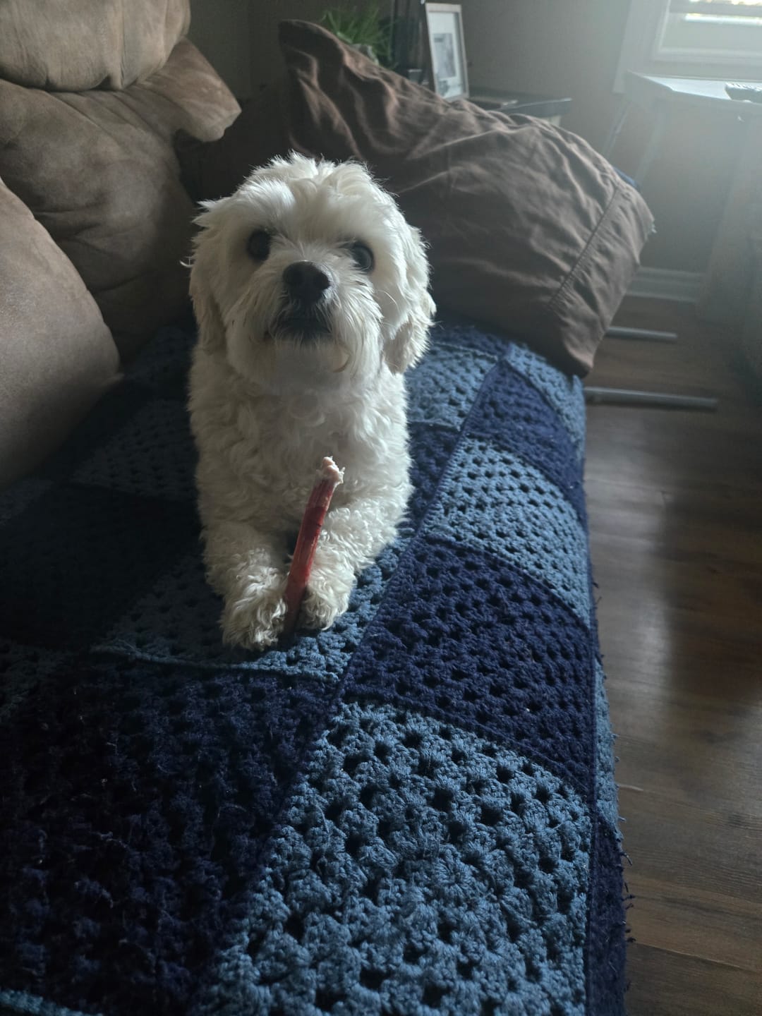 Customer photo review of 6 Inch Standard Bully Stick