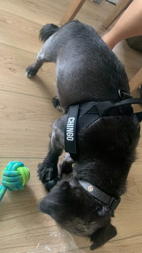 Dana and Koda secure 5-point fit