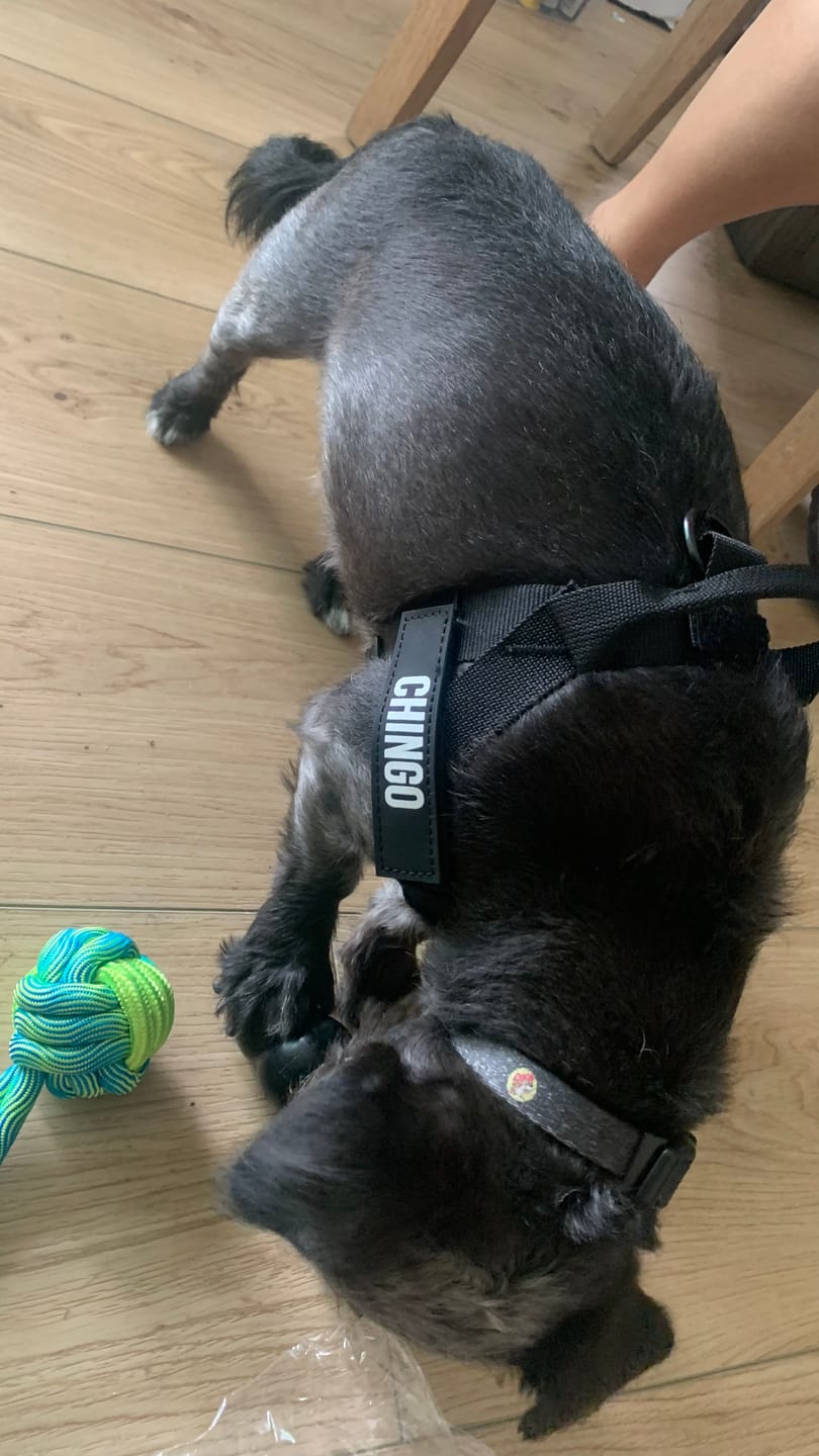 Customer photo review of No-Pull Harness