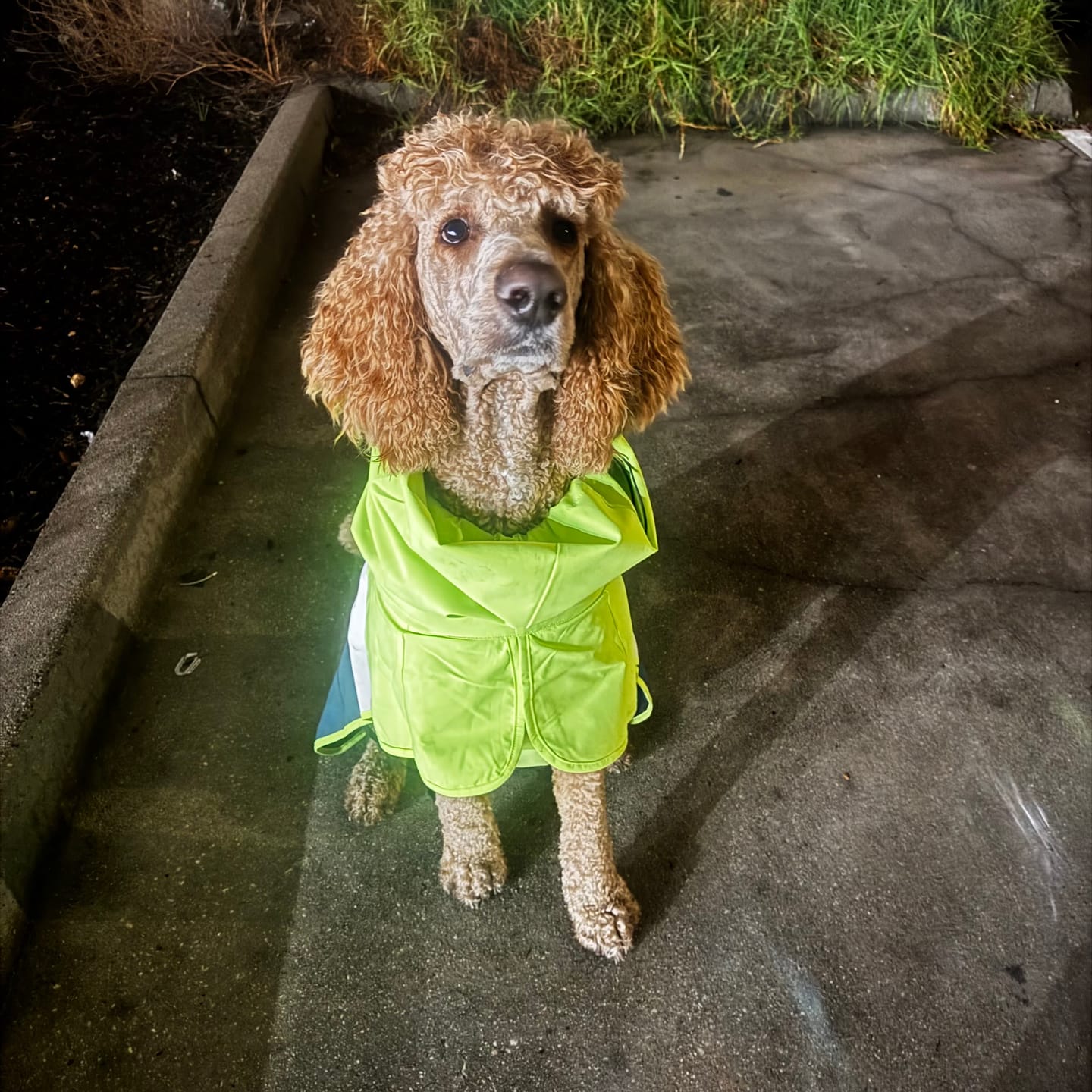 Customer photo review of Alpine Dog Hoodie