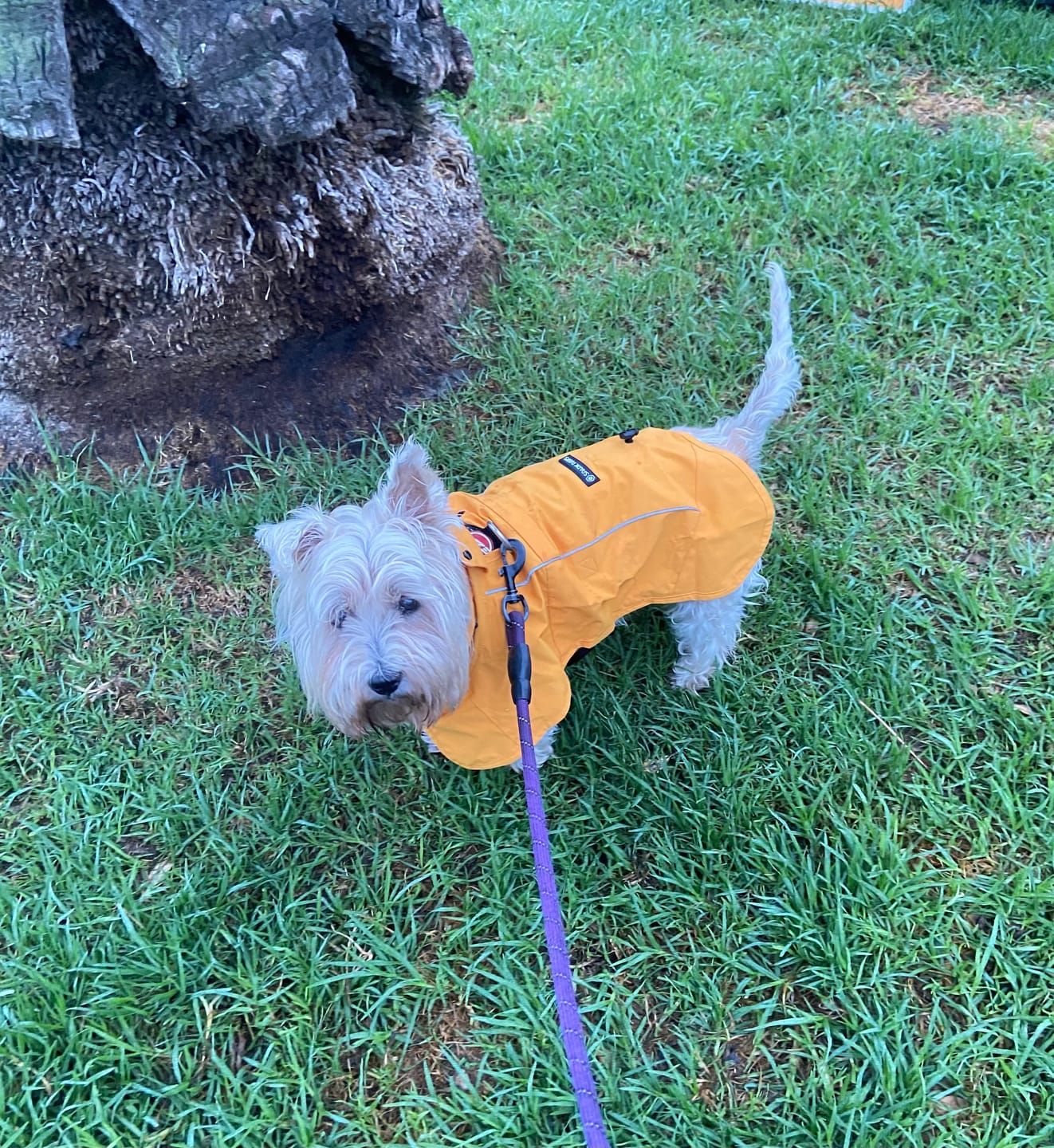 Customer photo review of Breatheshield™ Dog Raincoats
