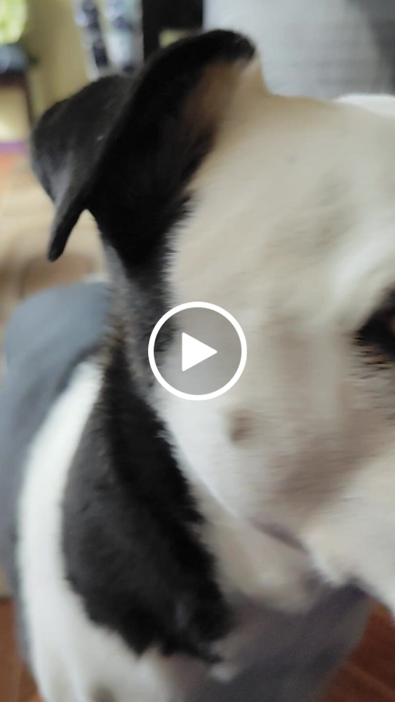 Customer video review of PetFamily Cookies