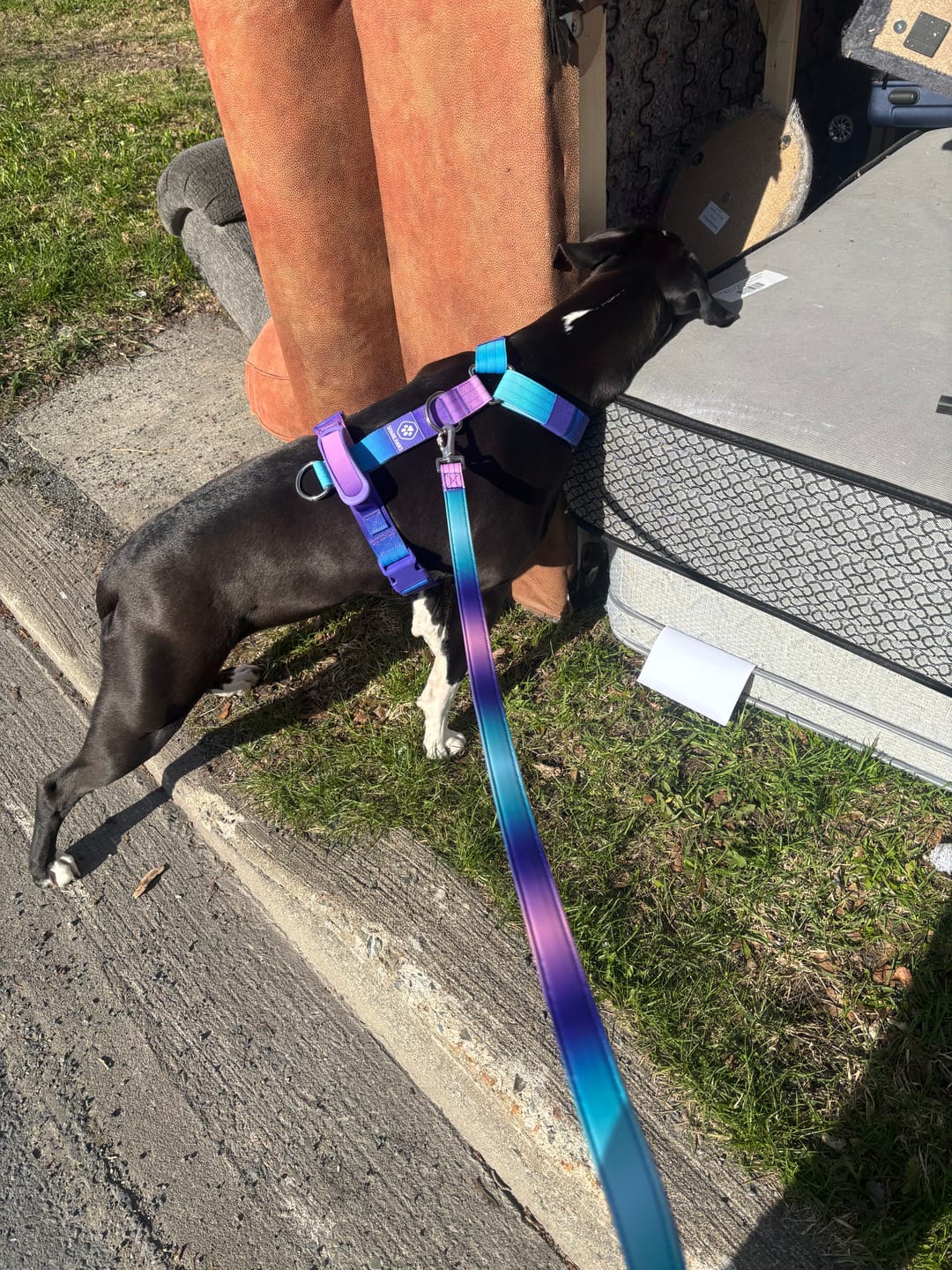 Customer photo review of Leash and Poop Bag Holder Set