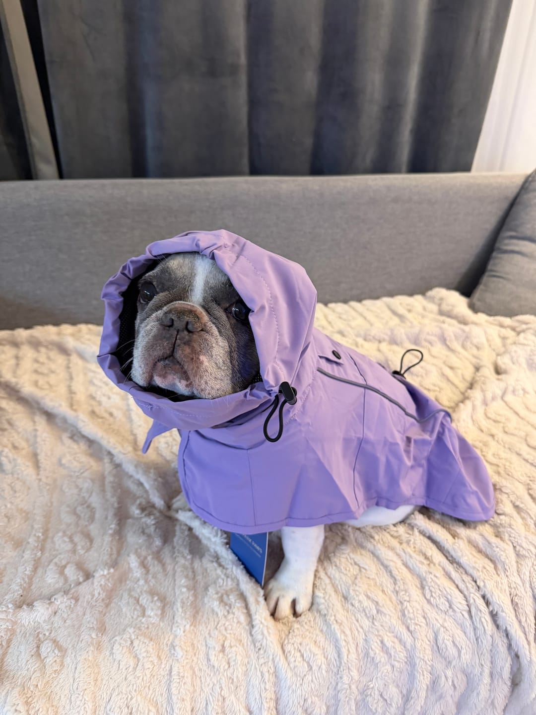 Customer photo review of Breatheshield™ Dog Raincoat - Purple