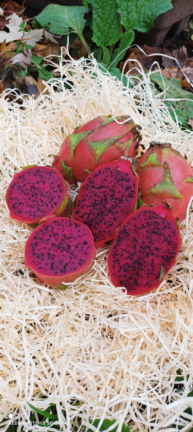Customer photo review of Drachenfrucht rot von Julian Aktionswoche