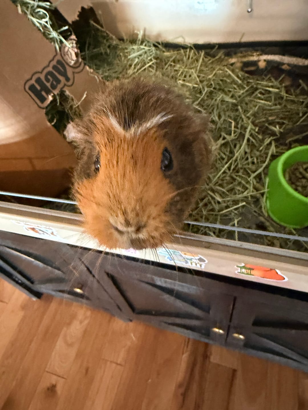 Customer photo review of GuineaDad Pea Flakes Treat Cups (100% All Natural)