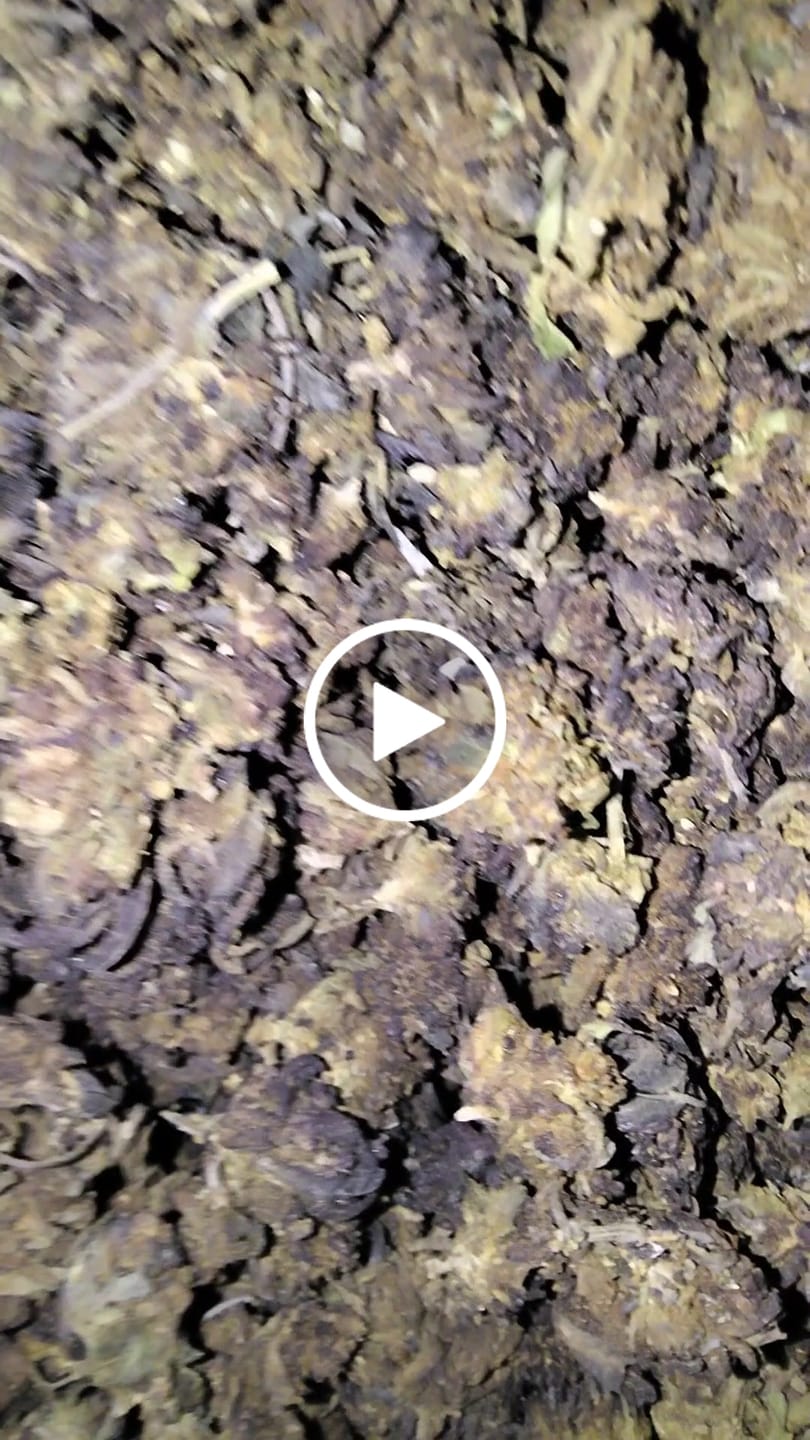Customer video review of Winter Breath - Bulk - Hybrid