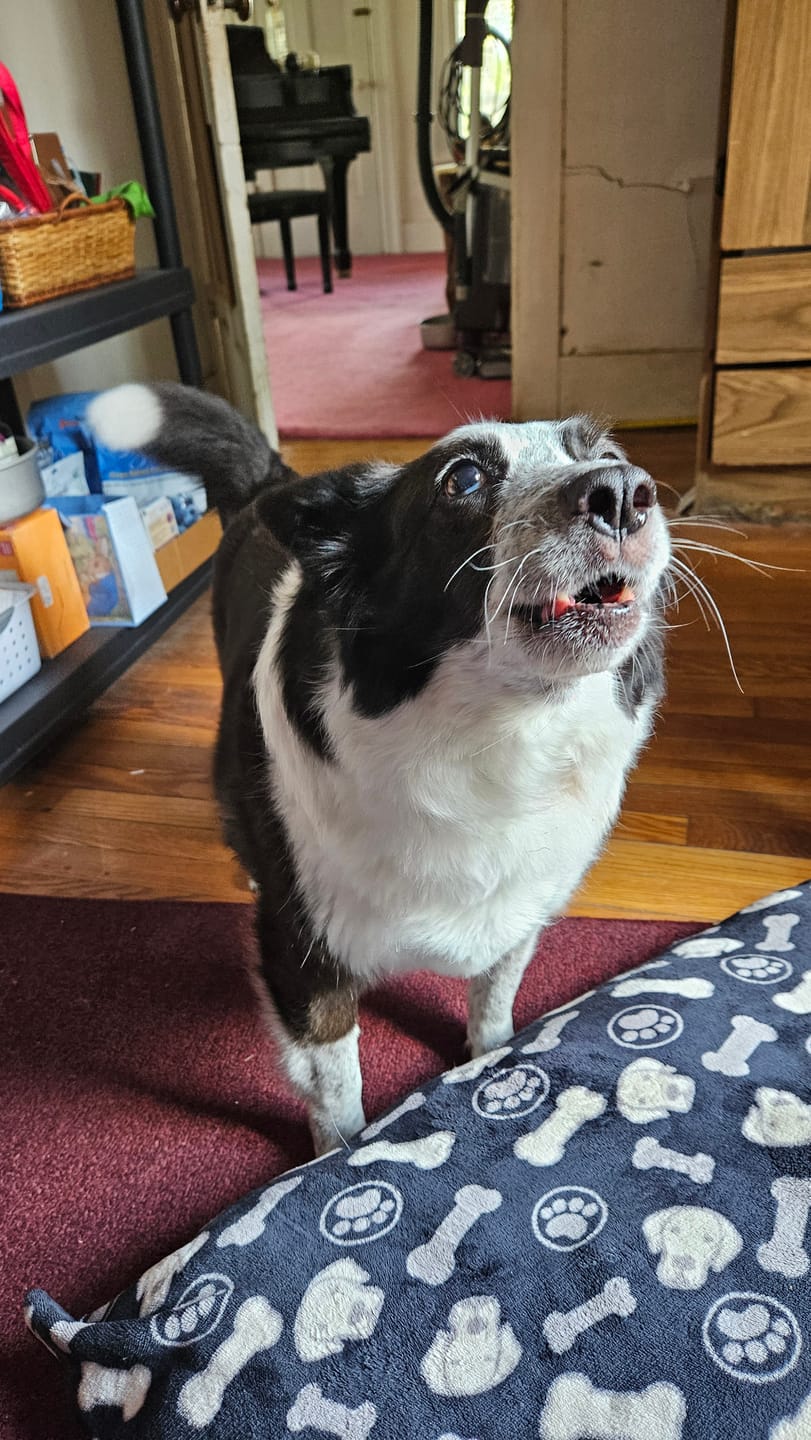 Customer photo review of Turkey Recipe for Dogs - 16oz