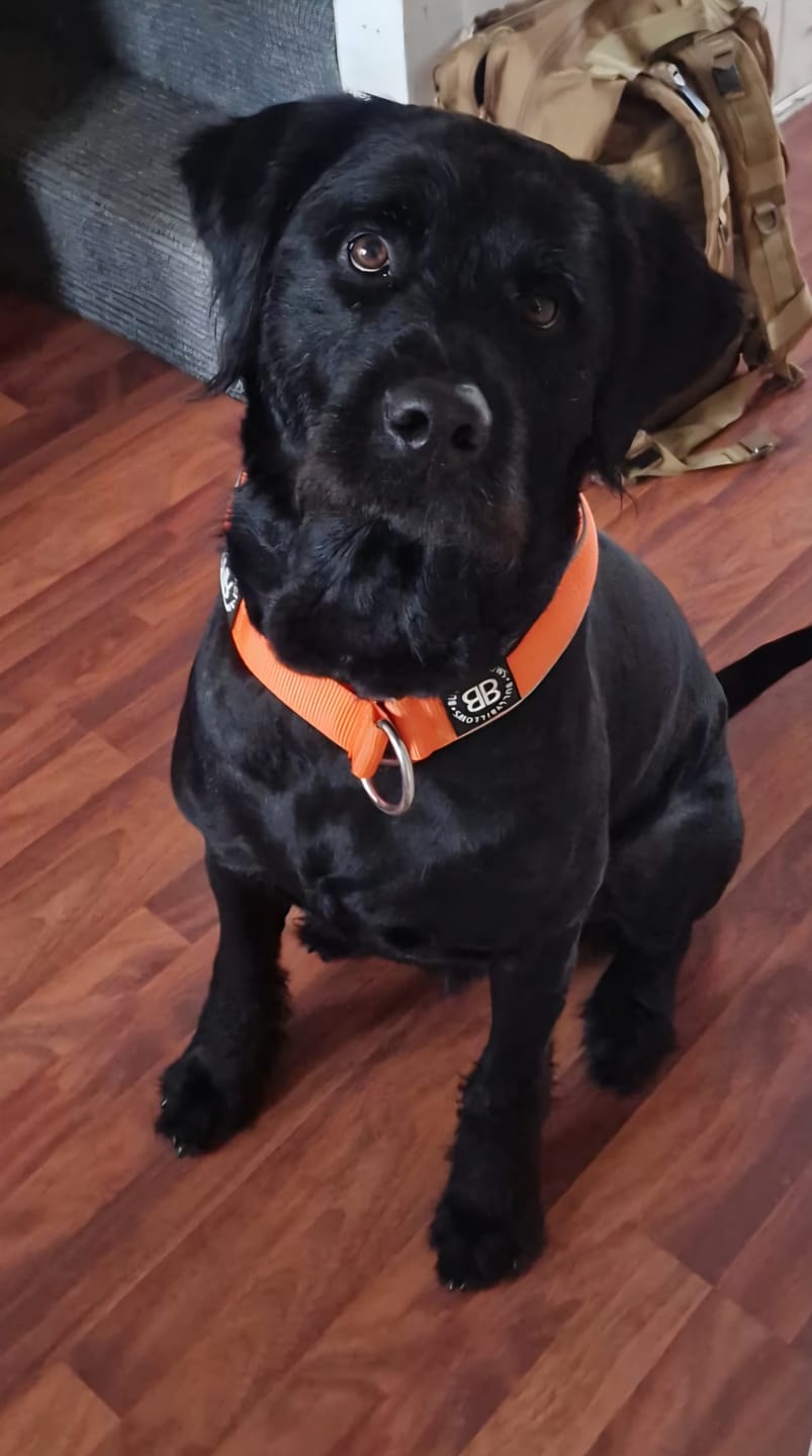 Customer photo review of 5cm Slip on Collar | Foam Padded - Orange