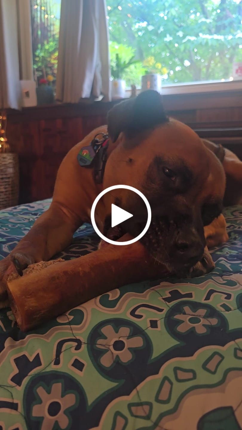 Customer video review of Large Dog Spring Treat Bundle (41+ lbs)