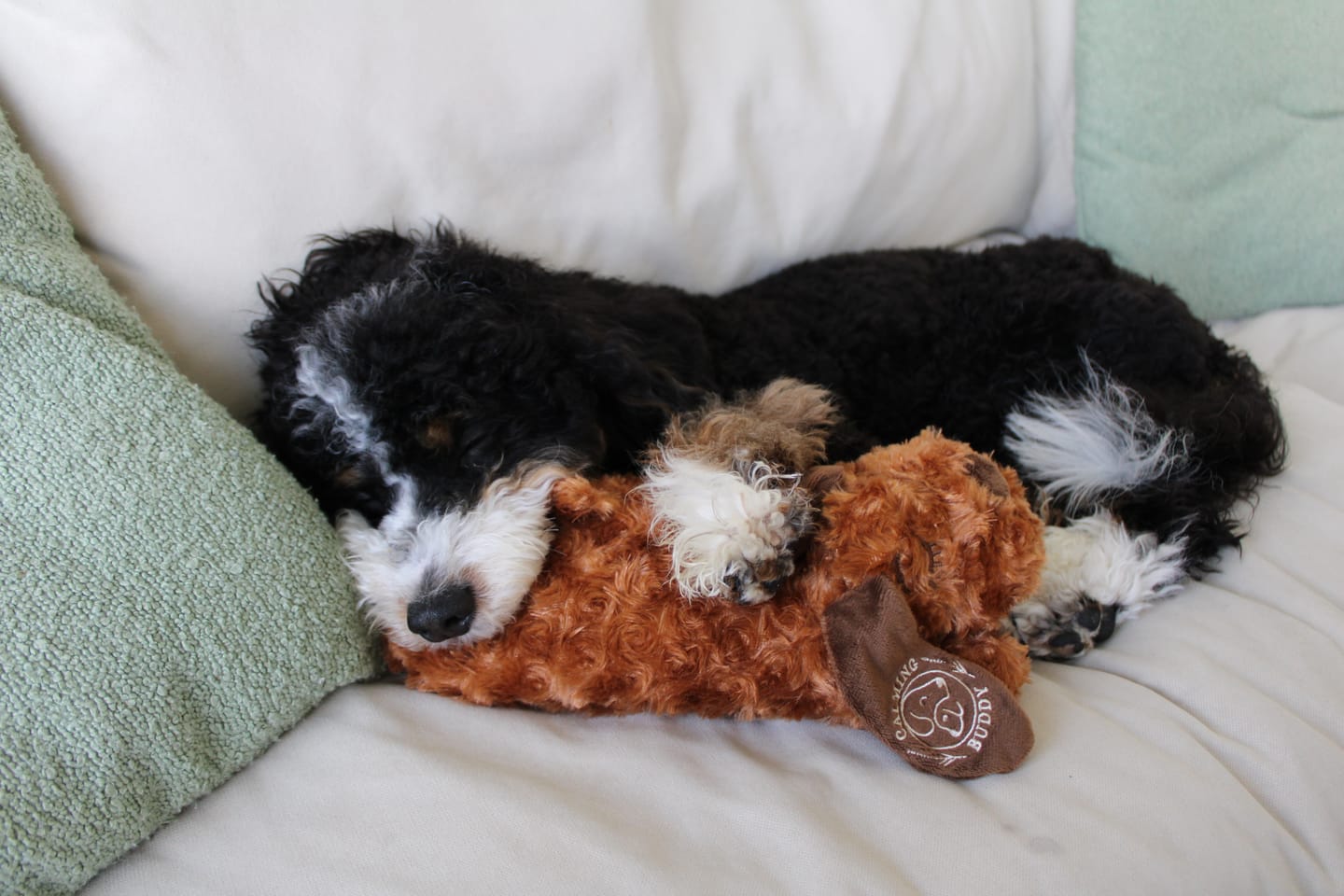 Customer photo review of Little Calming Buddy | New Puppy Kit