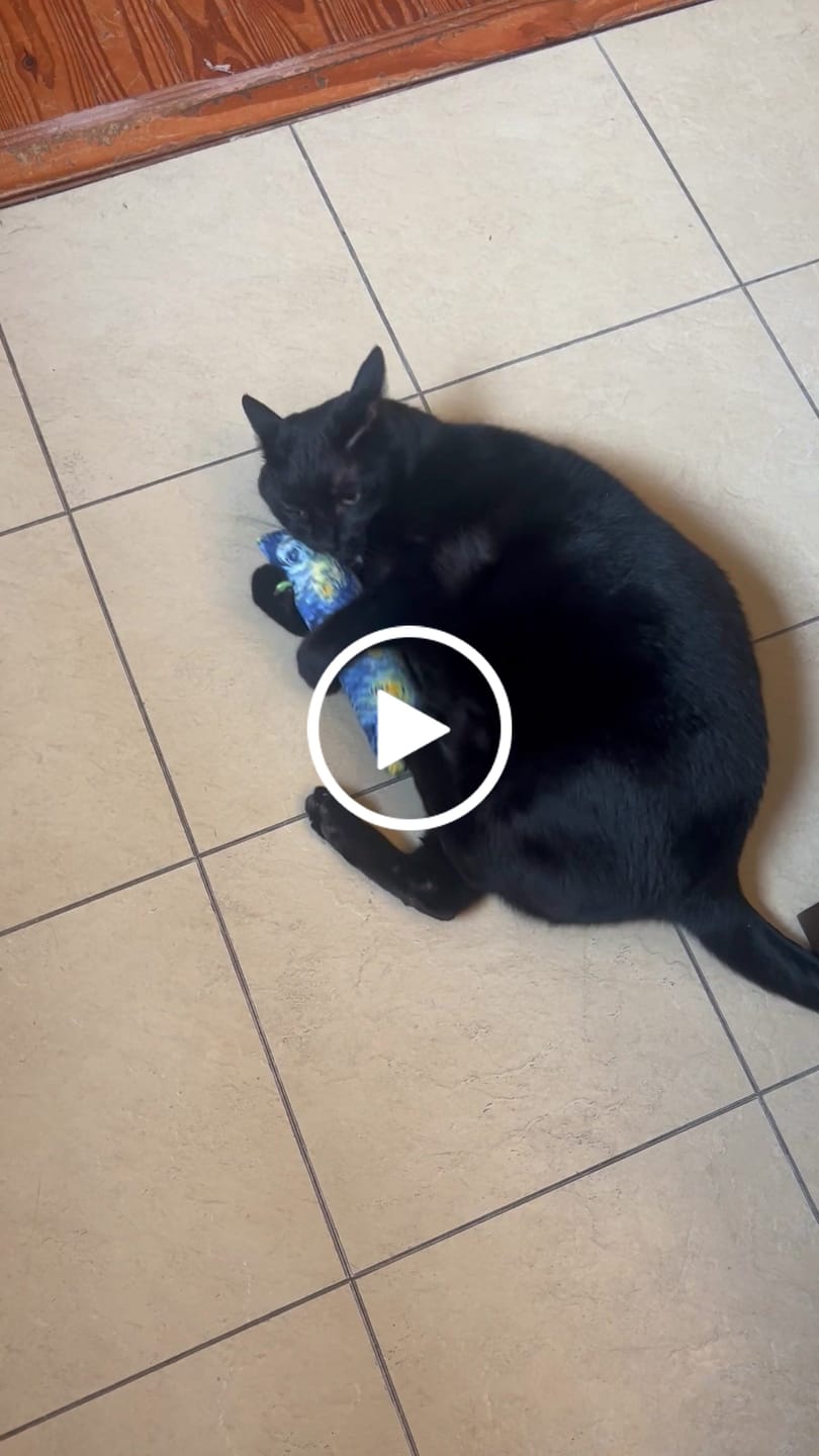 Customer video review of Starry Night Catnip with Valerian Root Cat Toy