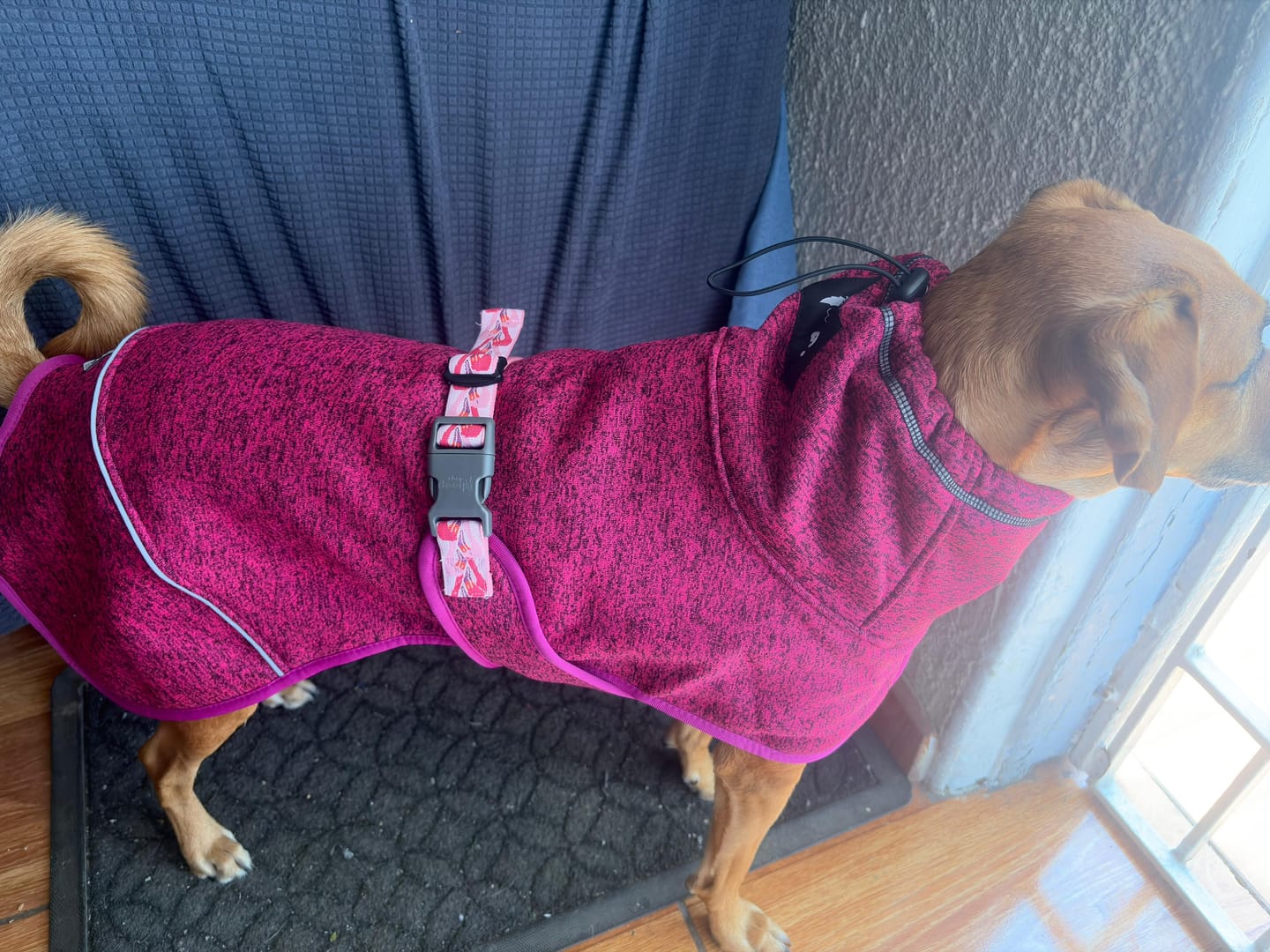 Customer photo review of 🦩Polar Perro Dawson Flamenco🦩