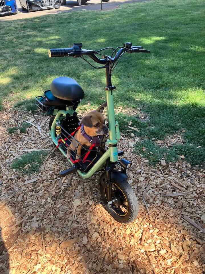 Customer photo review of Gyroor C1 Pro 800W(Peak) Scooter – Dual Baskets for Cargo & Pets