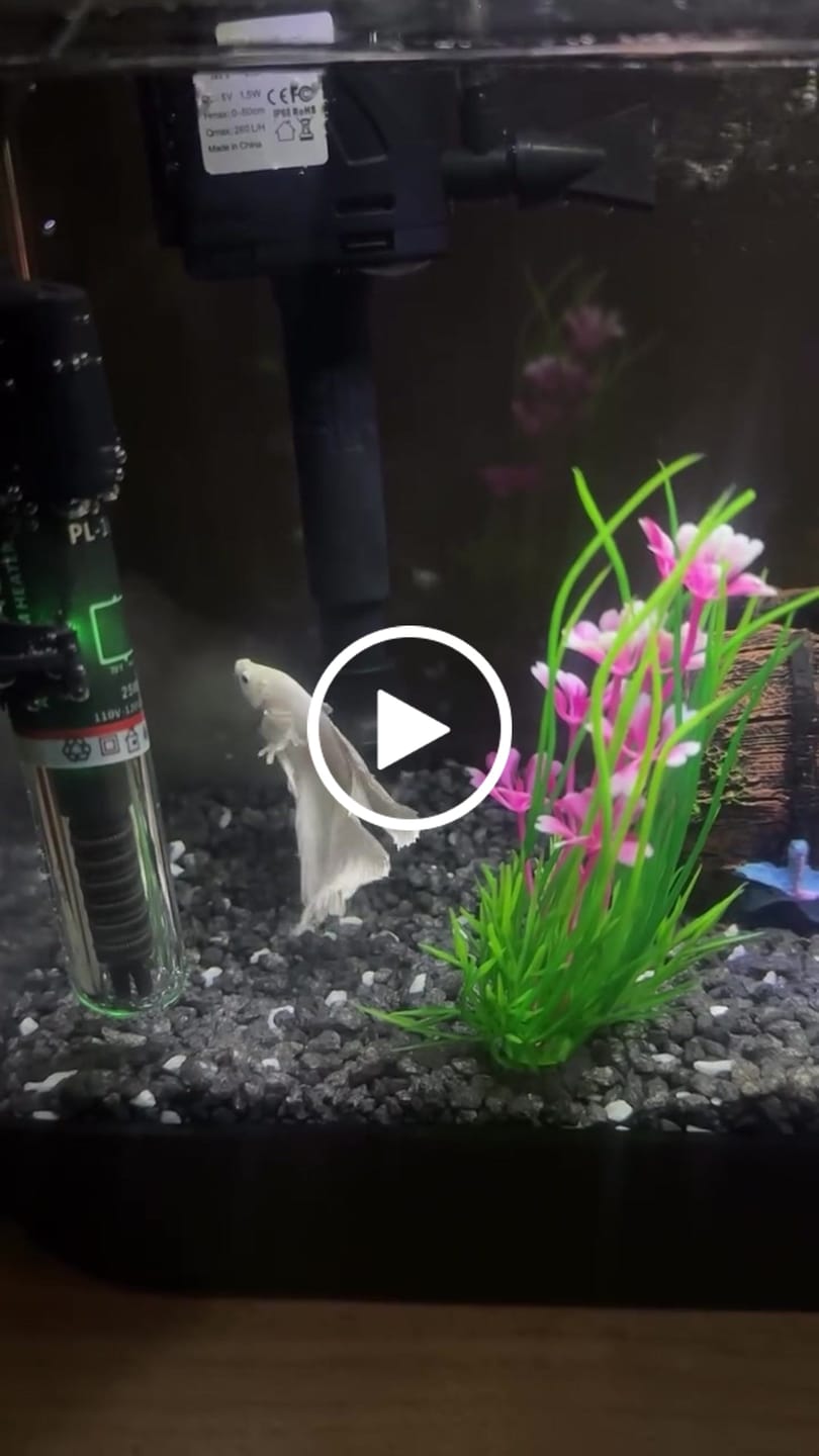 Customer video review of Super White Dumbo Ear Halfmoon Male Betta Fish
