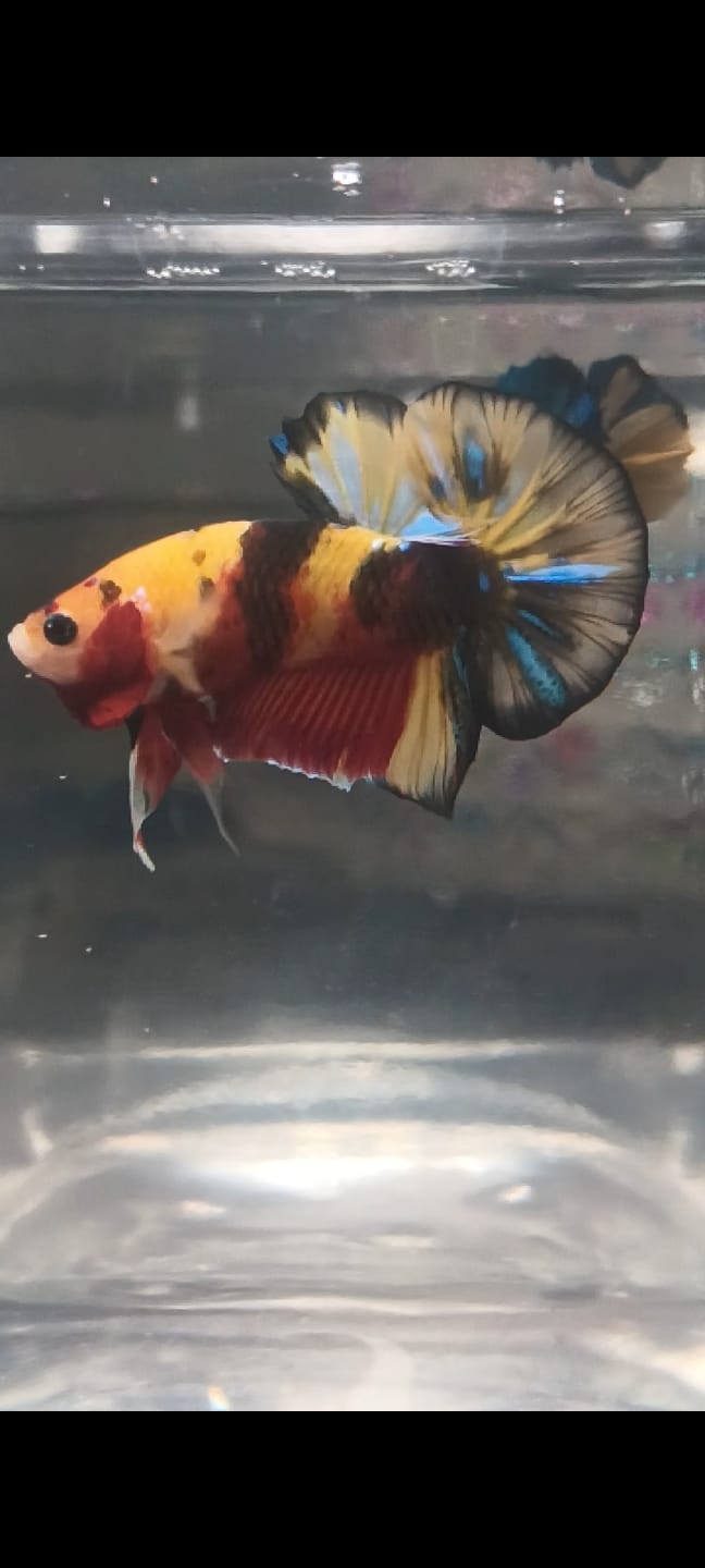Customer photo review of Multicolor Yellow Base Plakat Male Betta Fish | Order Directly From Farm |  You Pick Fish