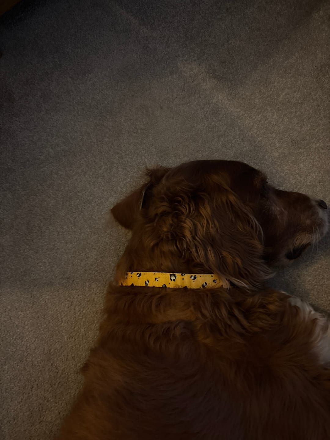 Customer photo review of Funk The Dog Padded Dog Collar | Mustard Panda