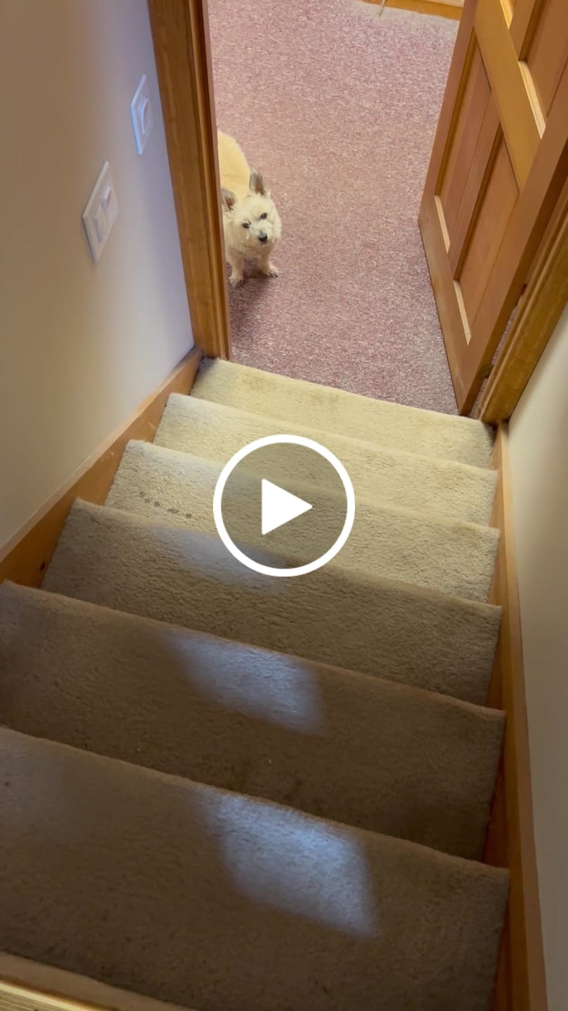 Customer video review of Beef Recipe for Dogs - 16oz