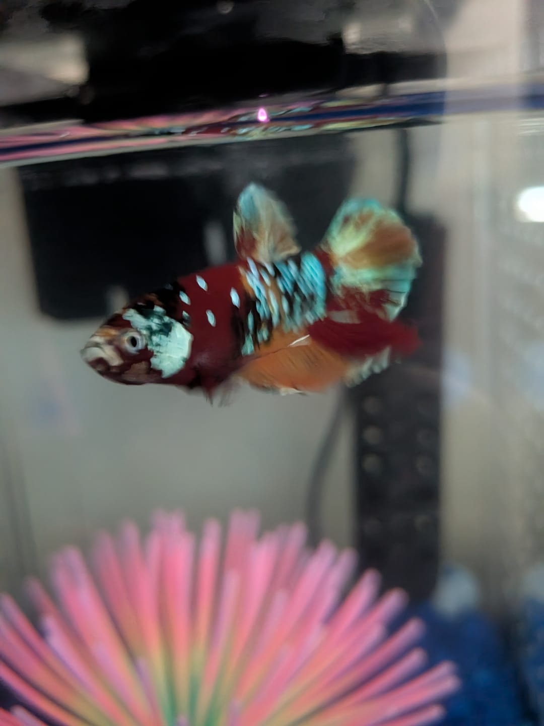 Customer photo review of Multicolor Yellow Base Plakat Male Betta Fish | Order Directly From Farm |  You Pick Fish