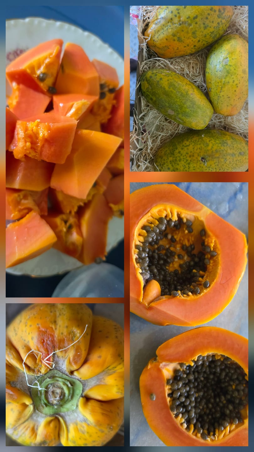 Customer photo review of Papaya Bio von Julian 4kg Box Sonderaktion %