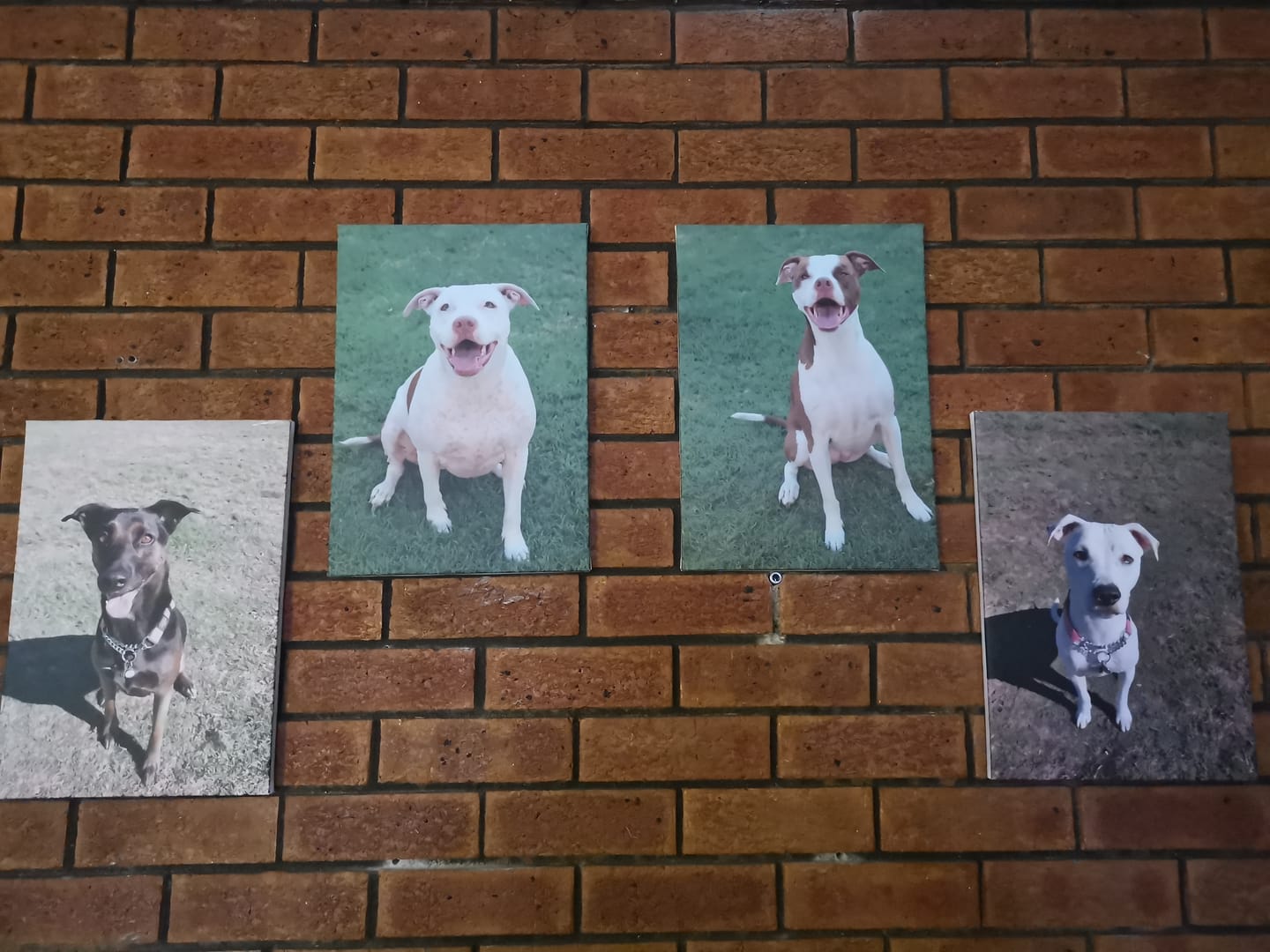 Customer photo review of 4 x A3 Canvas Combo
