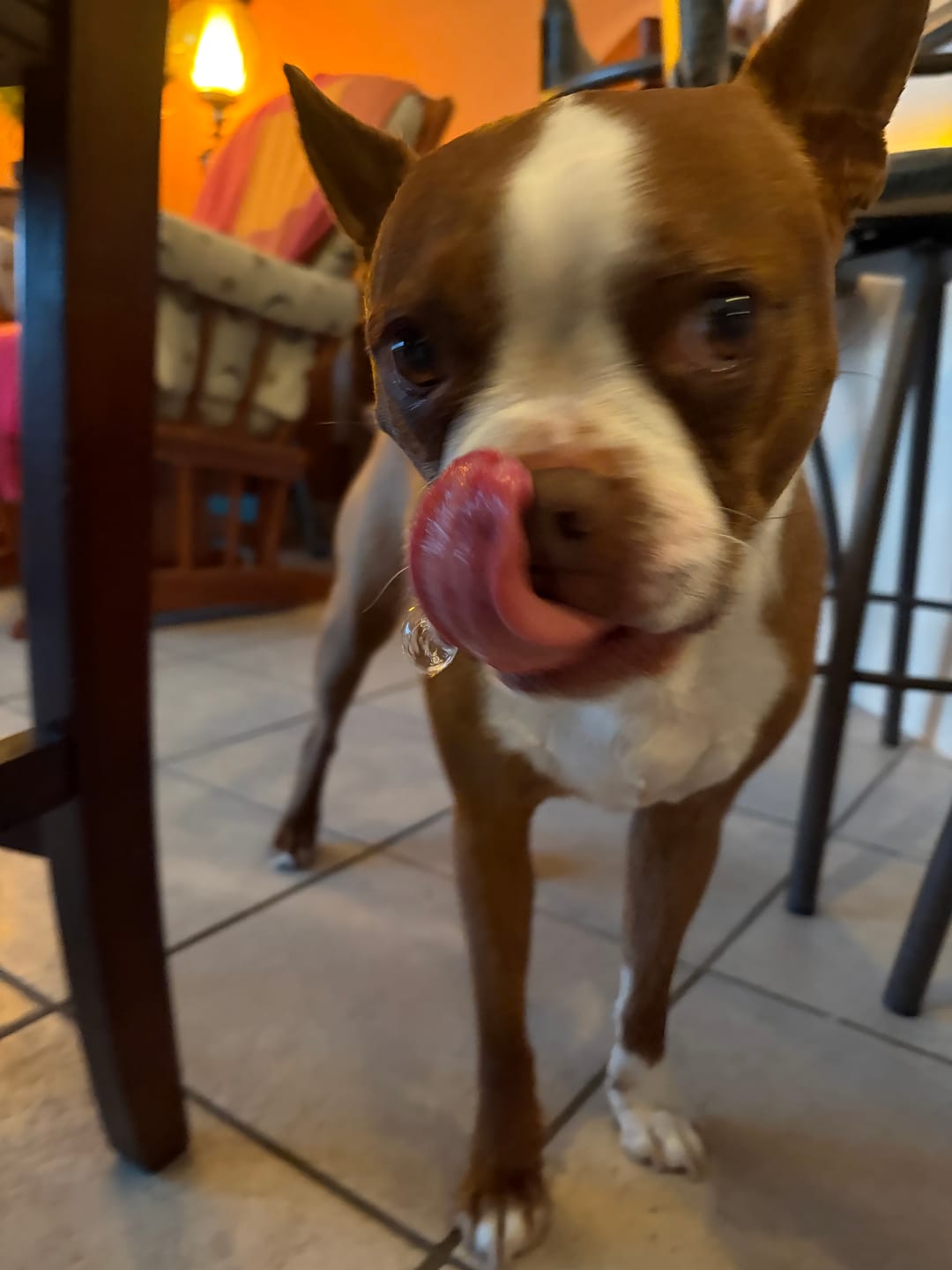 Customer photo review of Horizon Legacy - Nourriture pour chien haut de gamme