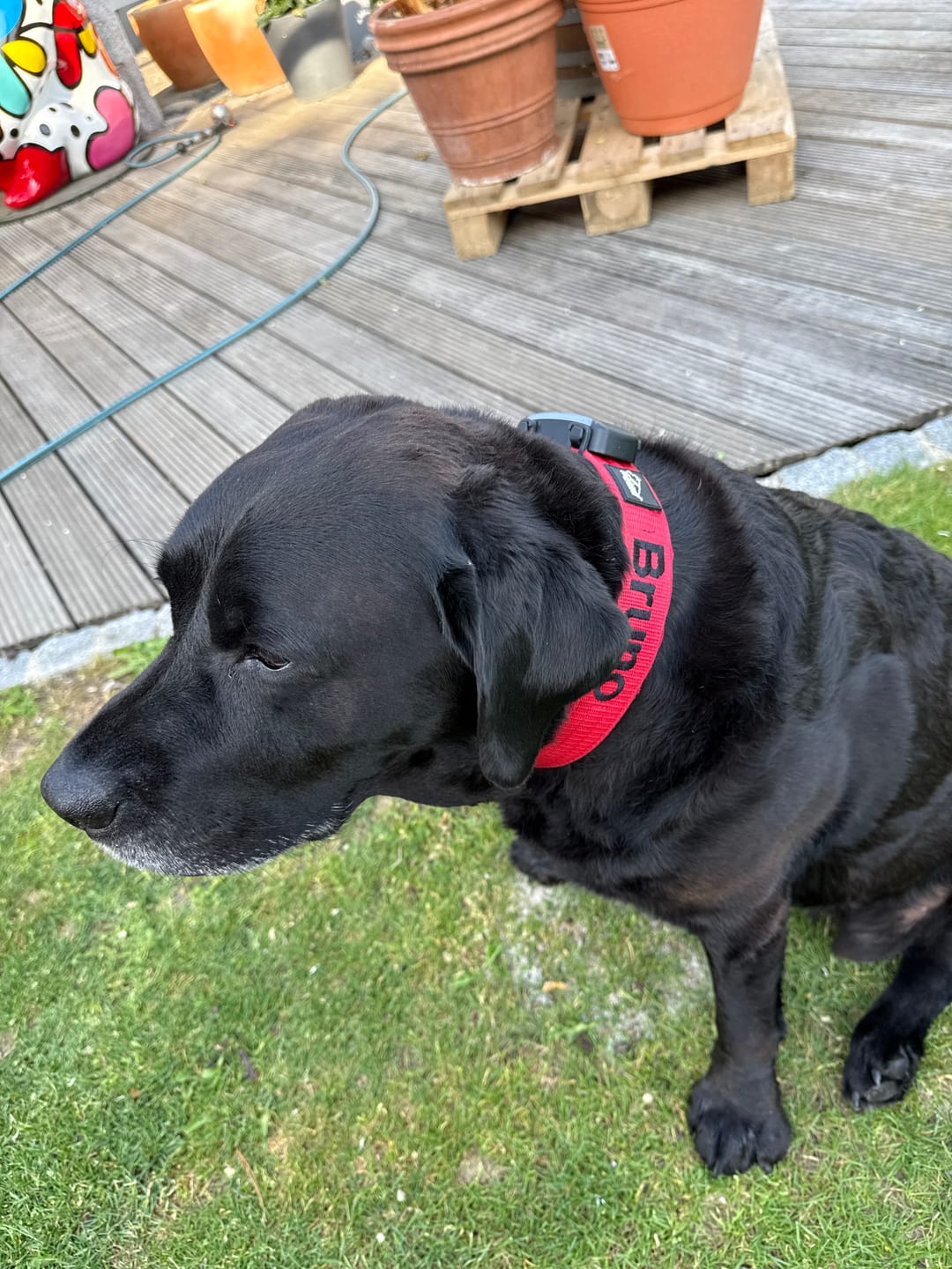 Customer photo review of Helstryp halsband med namn